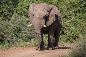Fototapeta na wymiar Elephants in Hluhluwe–Imfolozi Park, South Africa