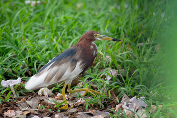 Chinese pond heron is an East Asian freshwater bird of the heron family. 