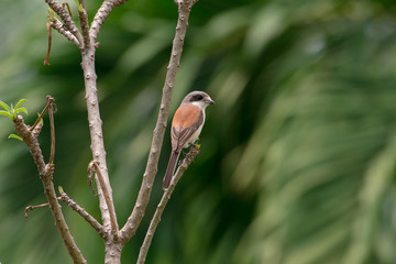 Burmese Shrike or Chestnut-backed Shrike is a species of bird in the family Laniidae. It is found in Bangladesh, Cambodia, China, India, Laos, Myanmar, Thailand, and Vietnam.