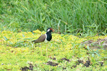 Red-wattled lapwing,  Usually seen in pairs or small groups and usually not far from water.