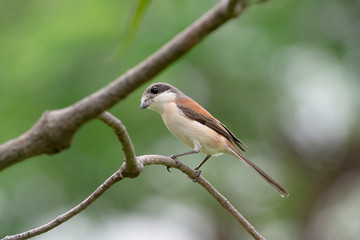 Burmese Shrike or Chestnut-backed Shrike is a species of bird in the family Laniidae. It is found in Bangladesh, Cambodia, China, India, Laos, Myanmar, Thailand, and Vietnam.