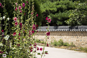 Beautiful hollyhock