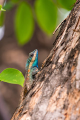 Blue crested lizard is the bright blue to turquoise colour of the head, throat and parts of the body.