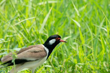 Red-wattled lapwing,  Usually seen in pairs or small groups and usually not far from water.