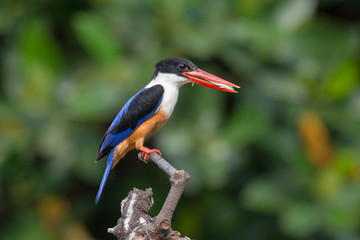 Black-Capped Kingfisher, usually seen on coastal waters and especially in mangroves, it is easily disturbed, but perches conspicuously and dives to catch fish but also feeds on large insects.
