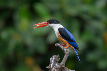 Black-Capped Kingfisher, usually seen on coastal waters and especially in mangroves, it is easily disturbed, but perches conspicuously and dives to catch fish but also feeds on large insects.