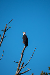 African Fish Eagle in St Lucia, South Africa