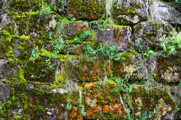 Old moss on a stone wall