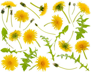 Many yellow dandelions and dandelions leaves at various angles on white background