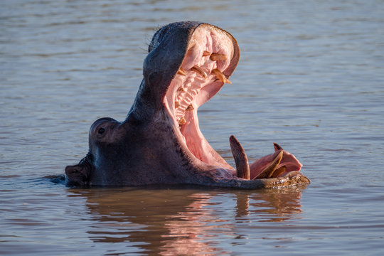 Hippo Pool In St Lucia, South Africa