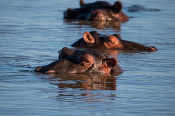 Hippo Pool in St Lucia, South Africa