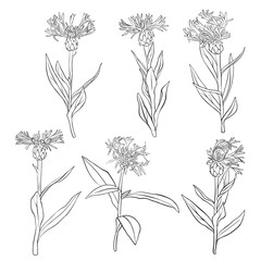 vector set of drawing cornflowers