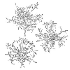 vector set of drawing cornflowers