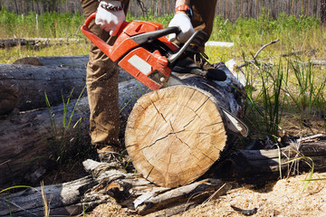 Lumberjack worker is cutting firewood in forest with a professional chainsaw.