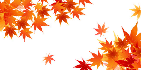 Fototapeta premium 紅葉 葉 秋 背景