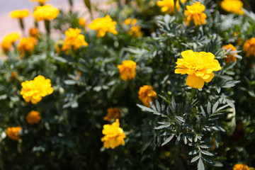 Obraz premium flower 花