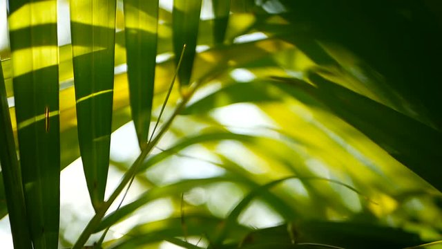 Blur tropical green palm leaf with sun light, abstract natural background with bokeh. Defocused Lush Foliage, veines, striped exotic fresh juicy leaves in shadow. Ecology, summer and vacation concept.