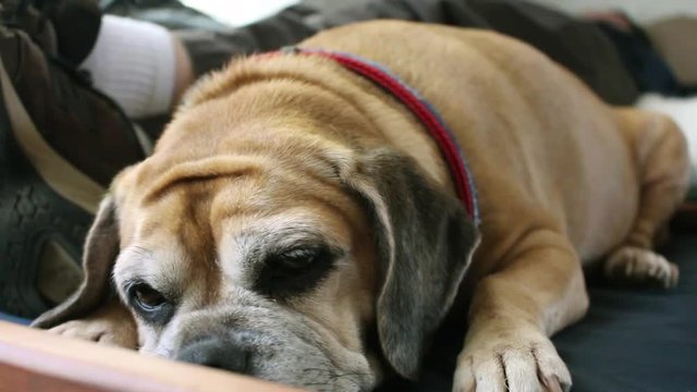 A dog wishes it was outside.