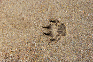 Paw print with claws on coastal sand