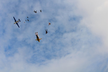 A group of skydivers is flocking in the sky.