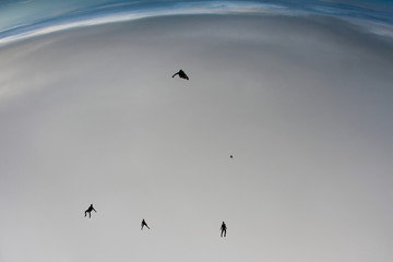 A group of skydivers is flocking in the sky.