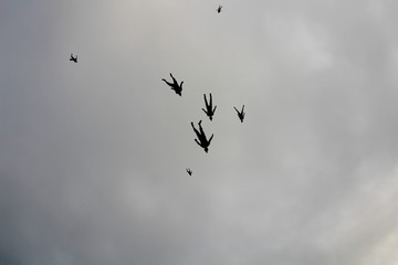 A group of skydivers is flocking in the sky.