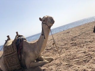 Beach Camel
