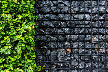 Stone wall background against mesh steel with green  leaves.