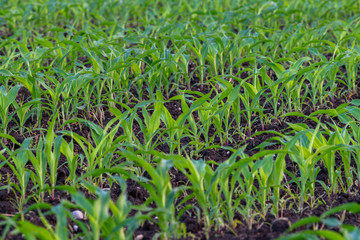 Summer landscape with a field of young corn with weeds, plant protection, herbicides usage, ecological farming, Slovenia