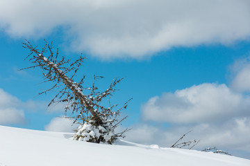 Withered windbreak tree on winter hill slope