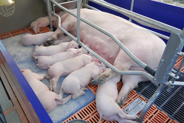 Sow (large white breed) and nine piglets. XVI Siberian Agrotechnical Exhibition-Fair "Agro-Omsk 2018"