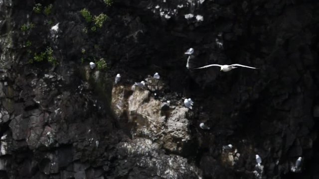 seagull flying in slow motion with many birds sitting on a cliff. west iceland snaefellsnes