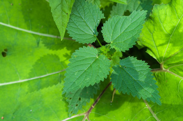 Green leaves background