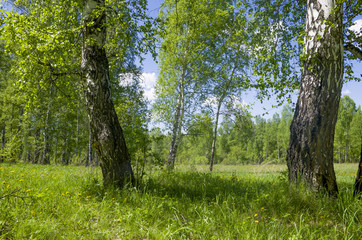 Beautiful landscape the green wood with yellow colors in a green grass a landscape in Russia