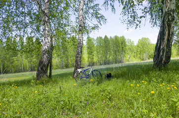 Beautiful landscape the green wood with yellow colors in a green grass a landscape in Russia