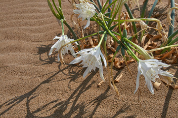 Pancratium maritimum plant