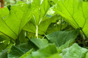 Green leaves background