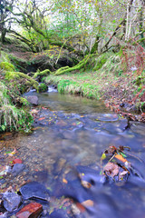 Small stream in woods