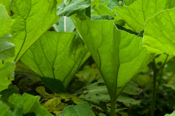Green leaves background