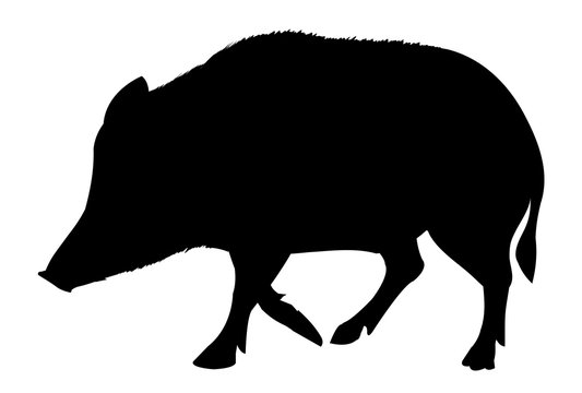 2 464 最適な 猪 シルエット 画像 ストック写真 ベクター Adobe Stock