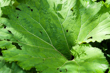 Green leaves background