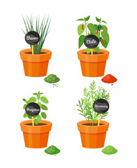 Chives and Rosemary Plants Vector Illustration