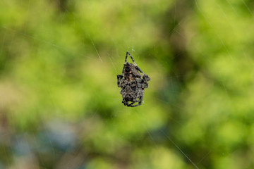 A hidden gray spider on a chalk-green blurred background in a web
