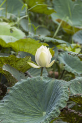Beautiful white lotus with big green leaf over blurred lotus garden background, nature concept