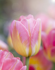 Obraz na płótnie Canvas Closeup beautiful fresh colorful tulip flower with warm morning light over blurred tulip garden, nature concept