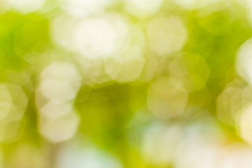 Obraz premium Defocus green bokeh background compose of light green, green, dark green and pink for abstract backdrop background texture