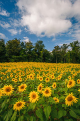 Fototapeta premium Sunflower field in Jarrettsville, Maryland