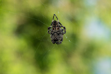 Macro shot of a gray spider on a yellow-blue-green background in a web