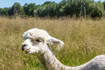 Fototapeta premium ein weiße Alpaka auf einer naturbelassenen Wiese