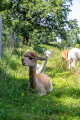 Obraz premium viele weiße und braune Alpaka auf einer naturbelassenen Wiese